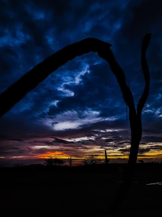 Deep blue stormy dusk clouds framed by the dark arch of a dead saguaro branch, an orange-pink band of sunset on the horizon with distant saguaro silhouettes.