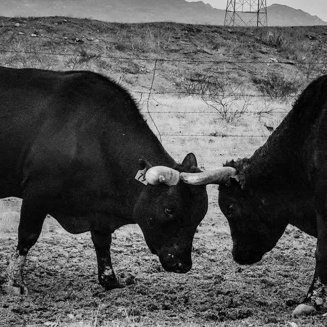Black-and-white close view of two dark bulls pressing horns together head to head in a dry desert pasture, fence and mountains behind.