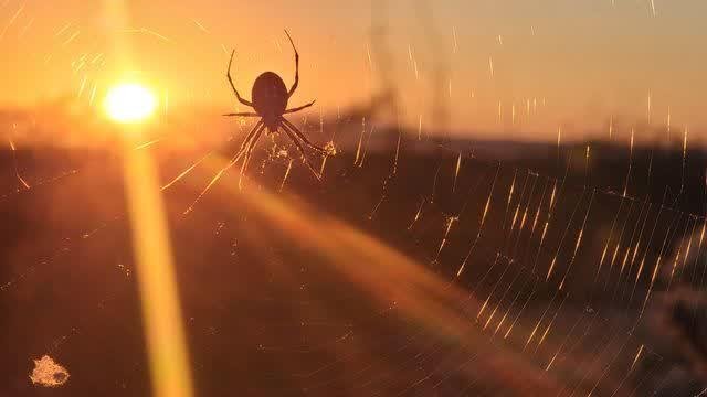 A garden spider hangs silhouetted in the center of its orb web, backlit threads glowing gold against a warm sunrise sky.