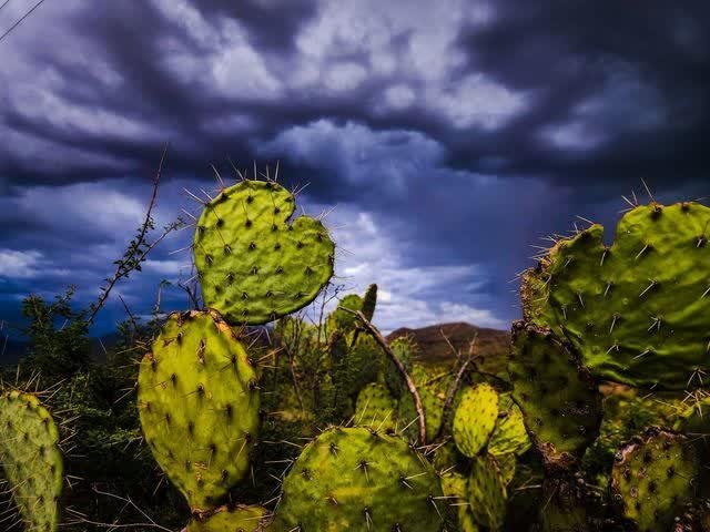 A prickly pear pad shaped like a heart catches green light beneath dark storm clouds, other pads and desert plants behind.