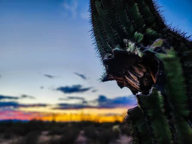 Macro view of a saguaro cactus where a gnarled knot resembles a face in profile, spines bristling, soft sunset sky behind.