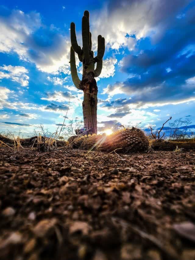 A saguaro photographed from ground level against a bright blue sky with scattered clouds, the sun flaring at its base, a barrel cactus nearby.