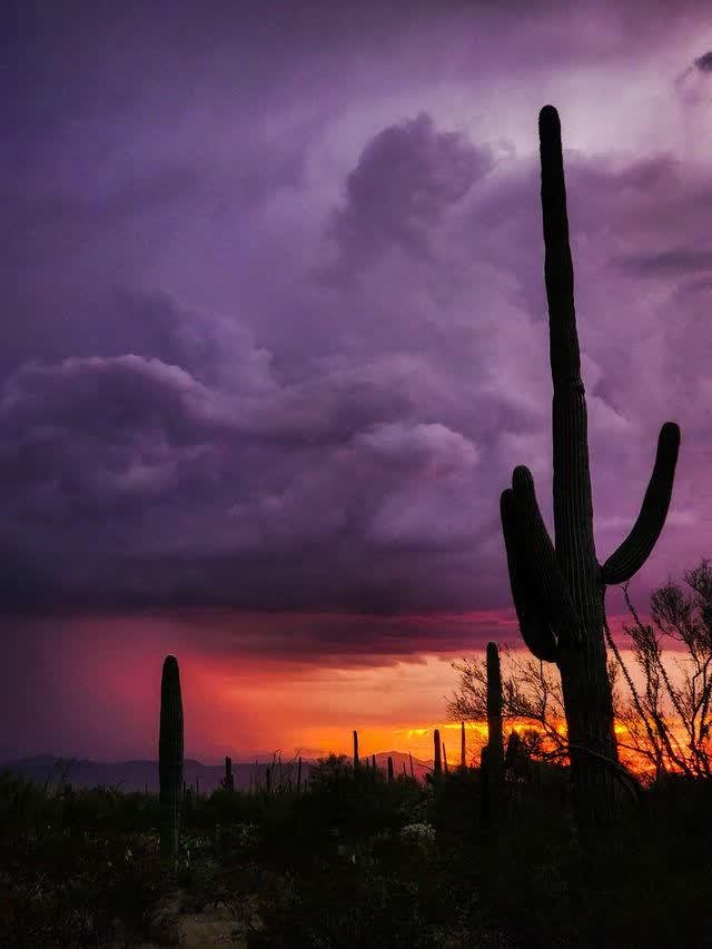 A saguaro silhouette rises against towering purple monsoon clouds lit orange at the horizon, dark desert brush below.