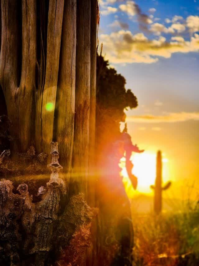 Weathered wooden ribs of a dead saguaro backlit by a warm sun flare, a living saguaro blurred in the golden distance.