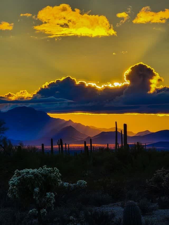 A stand of tall saguaro cacti silhouetted against a dramatic sunset of gold-lit clouds, cholla cactus glowing in the foreground.