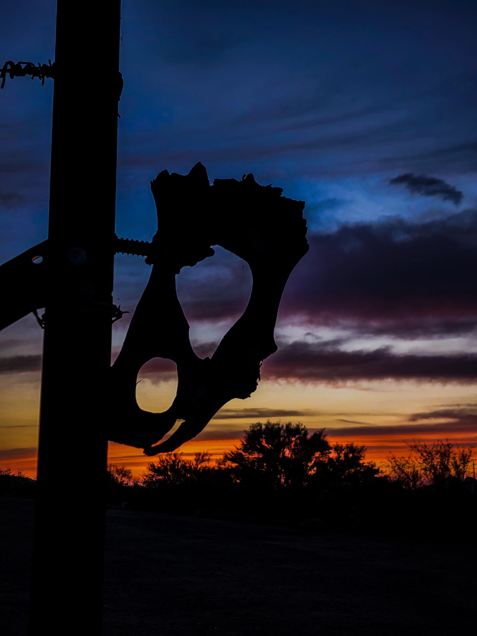 Animal skull silhouette hanging on fence in front of sunset